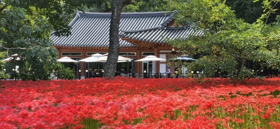 2025 선운사 상사화축제 및 천마봉 트레킹 코스 사진