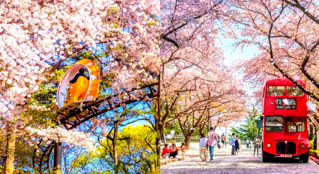 봄을 맞이하여 벚꽂이 가득한 대구 이월드 내부 풍경. [ⓒ네이버플레이스 이월드]