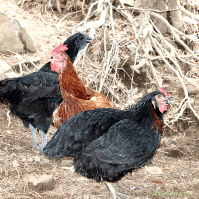 콜라겐, 칼륨이 풍부한 토종닭