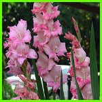 본 글의 썸네일