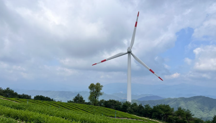 감악산 아스타국화 축제