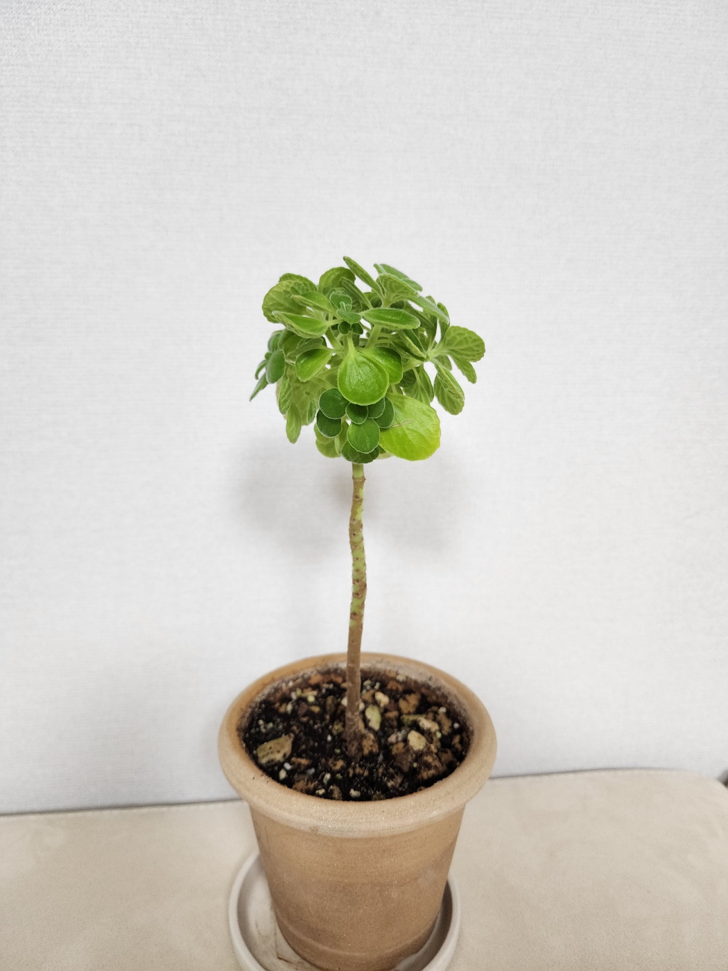 둥근수형으로 만들어지고 있는 장미허브