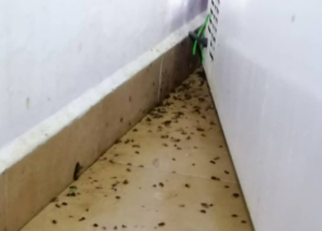 컴배트 스프레이 사람한테 뿌리면 어떻게 해야할까요?