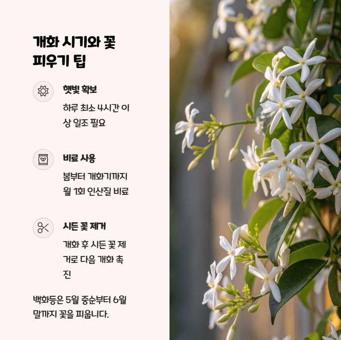 백화등 꽃
