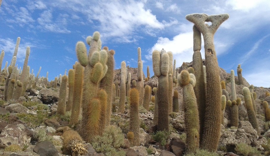 하늘을 걷는 여행, 우유니 소금사막의 기적