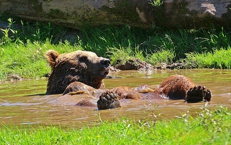 곰이-목욕을-하고있다