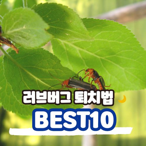 러브버그퇴치법