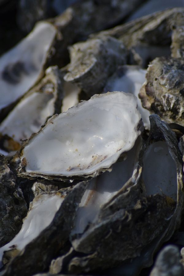 굴수율확인하는방법