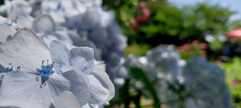 제주 동광리 수국 명소