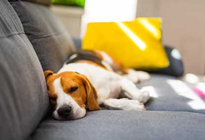 자고있는 강아지