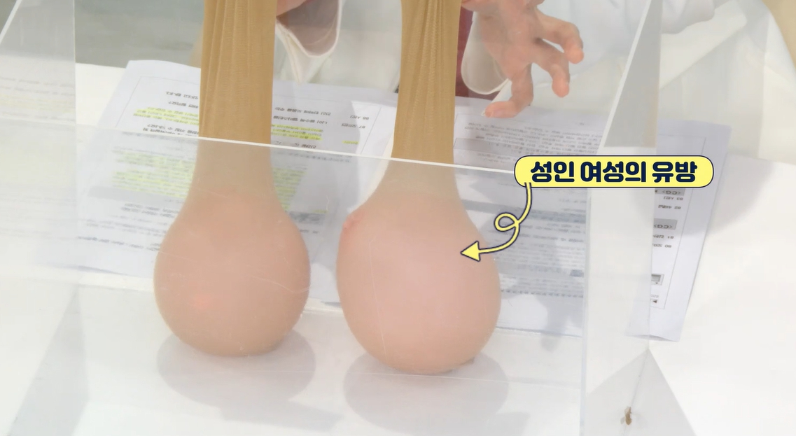 엘라스틴 효능