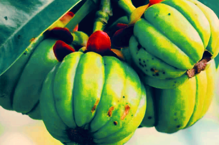 가르시니아 효과