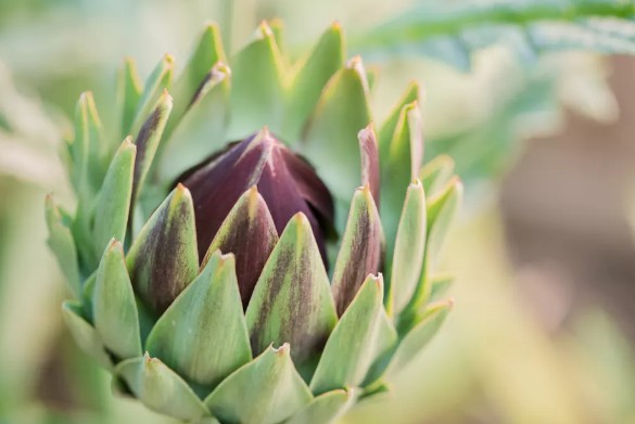 [식물키우기] 아티초크 키우기 관리법 - 물주기, 햇빛, 온도, 습도, 흙(토양), 비료