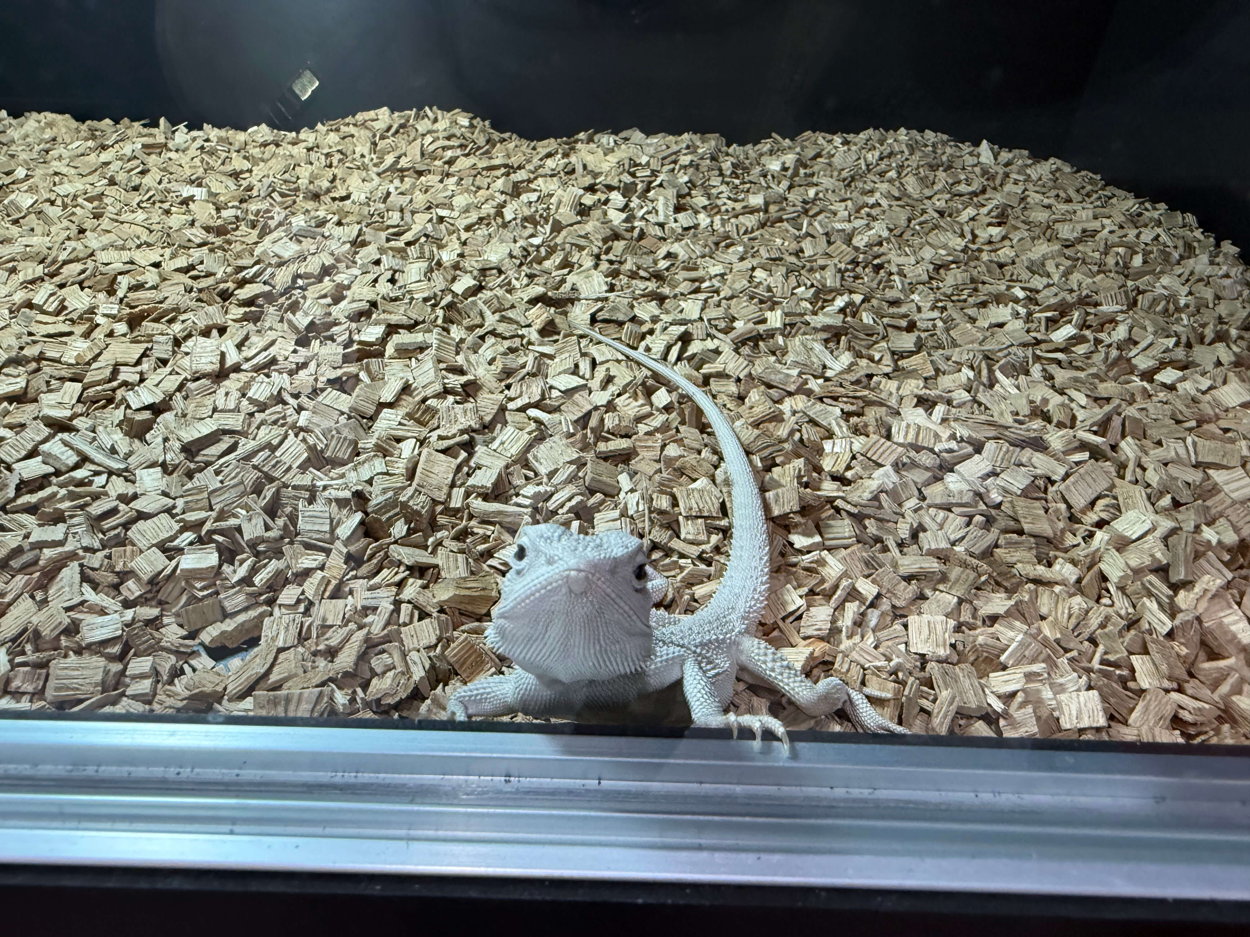 비어디드래곤 하이포제로