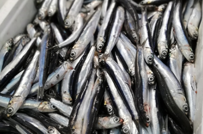 생멸치