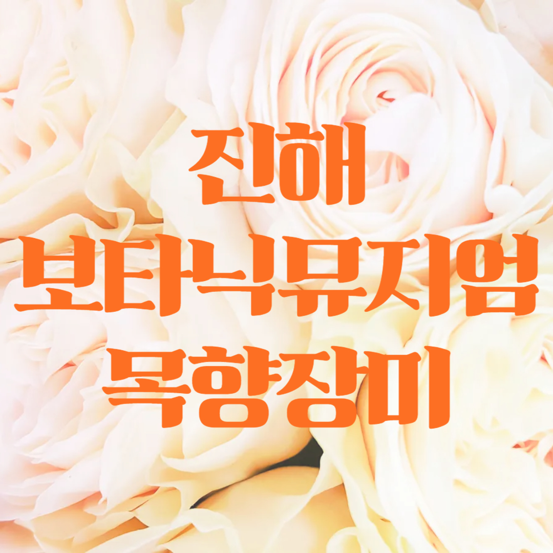 진해 보타닉뮤지엄 목향장미