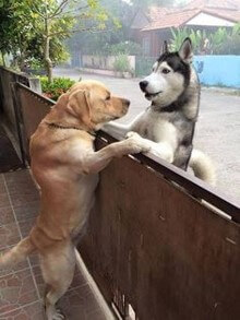 개-두마리가-울타리를-사이에-두고-반갑게-상봉하는-모습