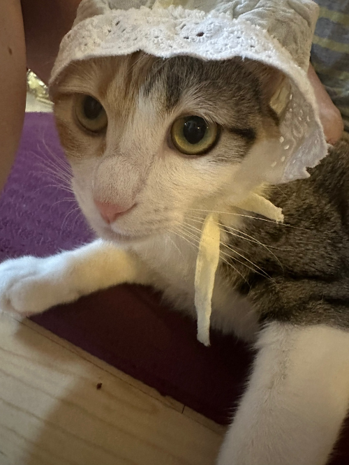 주인과 숨바꼭질