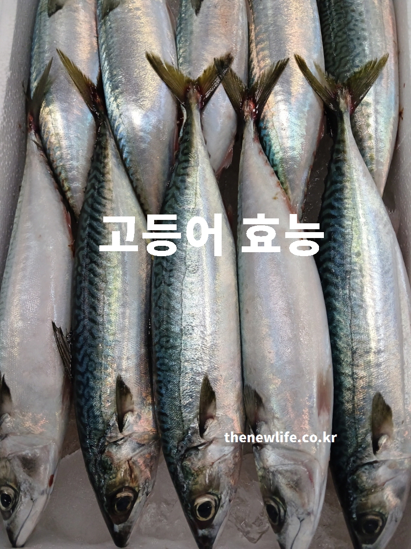 고등어 효능 – 싱싱한 고등어 실물 대표 사진