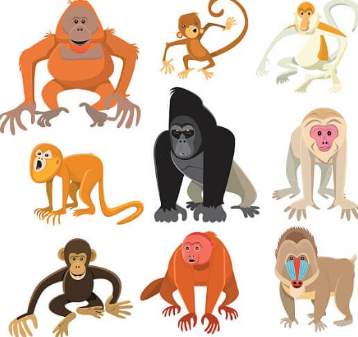 56년원숭이띠운세