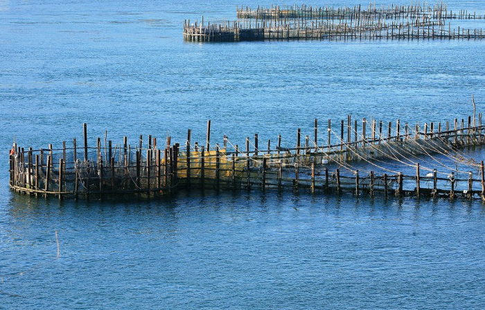 경남 사천 죽방렴 건멸치 주문 방법