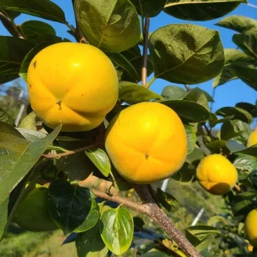 태추단감 이란 아직도 그냥 단감이라고 생각하세요 feat 일반 단감과 완벽 비교 분석으로_4