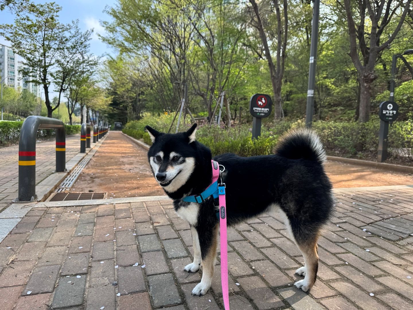 산책하는 시바견 블랙탄