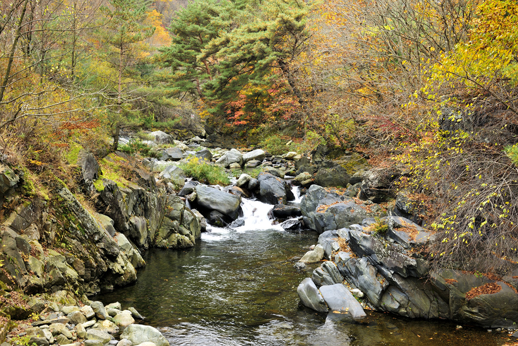 정선 가리왕산 계곡: 숲속 힐링의 대명사