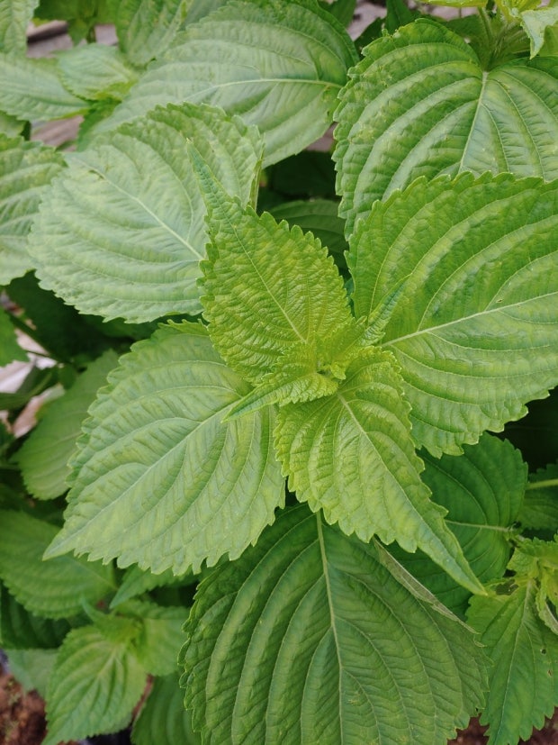 지역별 들깨 파종시기