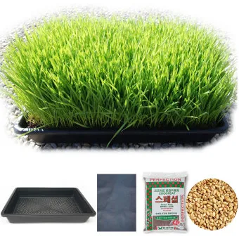 새싹보리 재배 발아 온도 물 분무 수확 시기_4