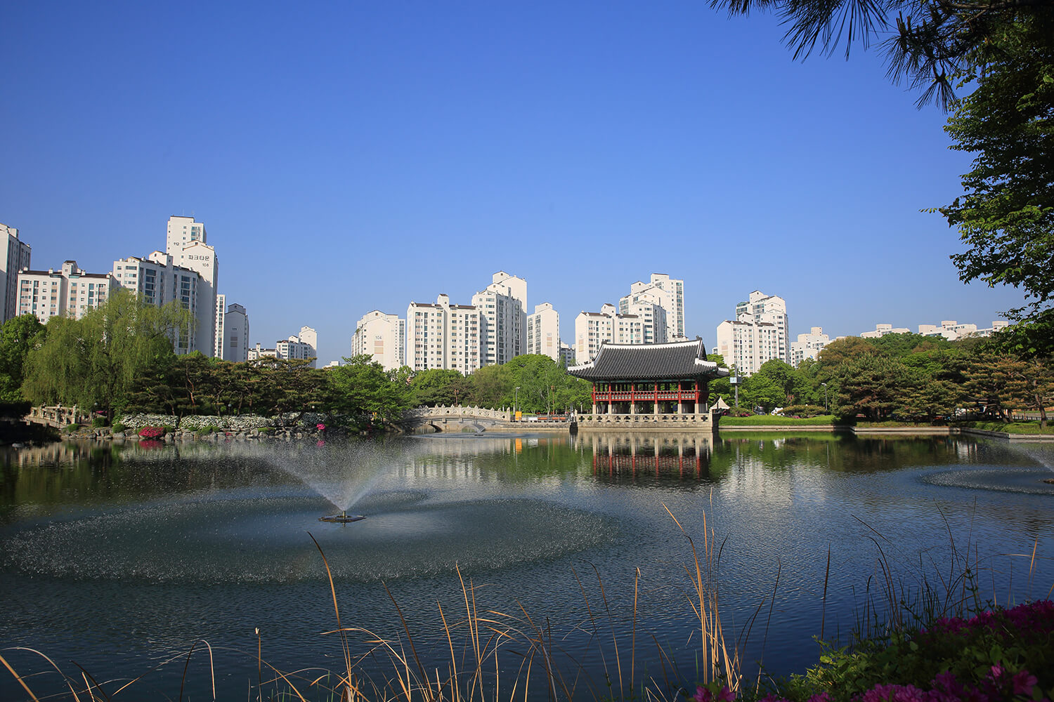 분당중앙공원 철쭉