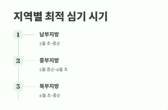 고구마 심는 시기 알아보기 4
