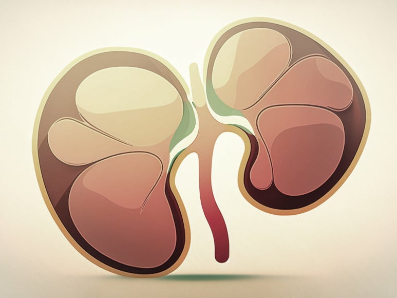 소변 알부민/크레아티닌 비율 (ACR)