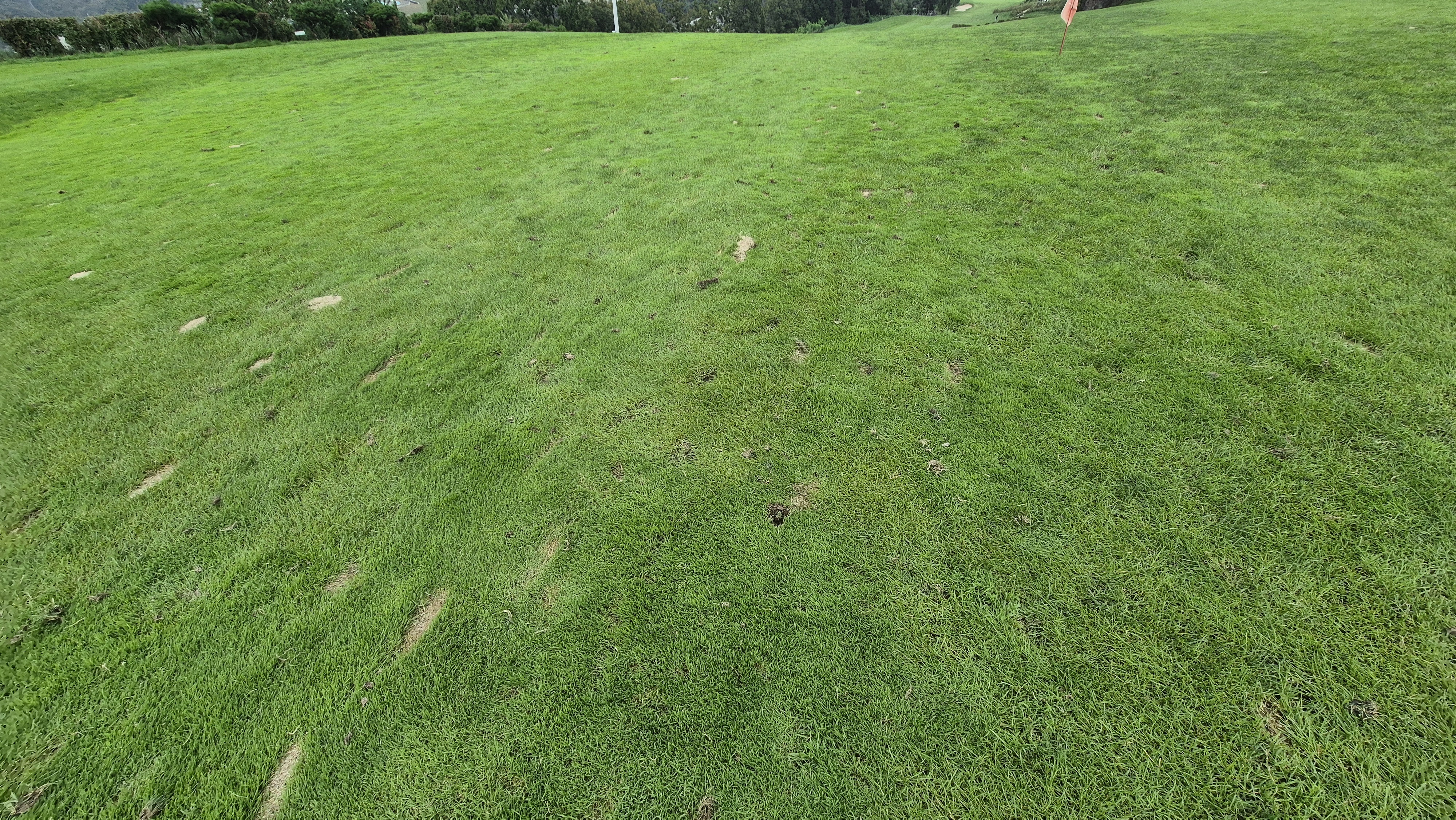 블랙스톤 벨포레cc 코스 관리 상태