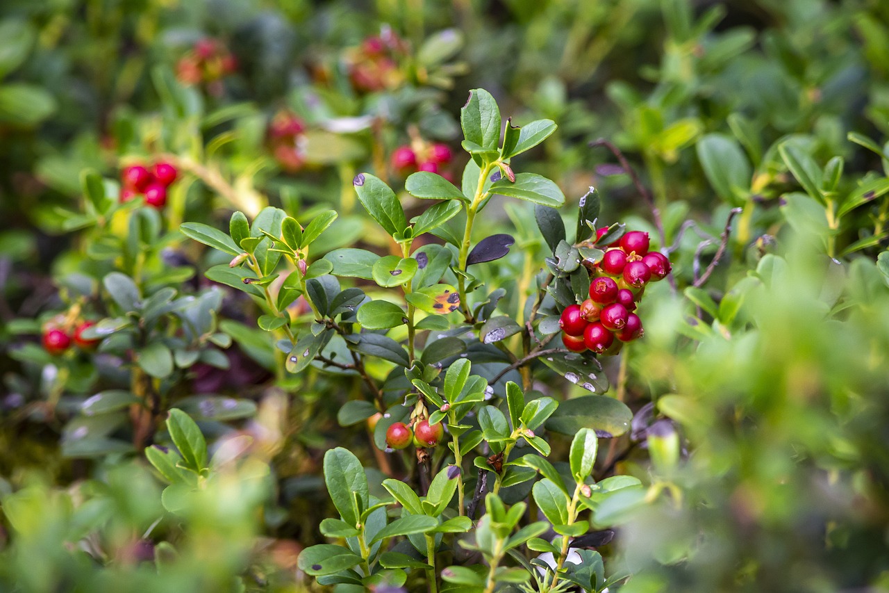 링곤베리 효능&amp;#44; 부작용&amp;#44; 먹는 법 알아보기 