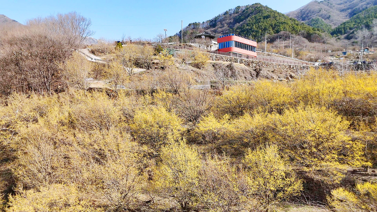 구례 산수유마을