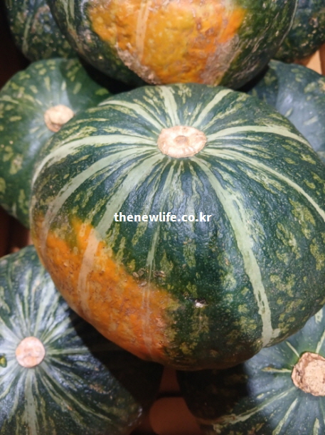 위 점막 보호와 소화 촉진 효능에 도움을 주는 펙틴 성분이 풍부한 단호박 실물 사진