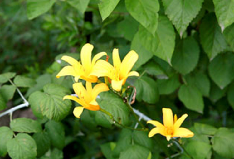 파주 퍼스트가든