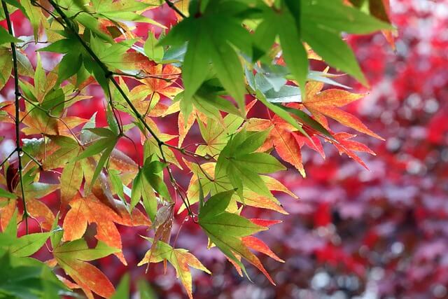 오대산 가을 단풍여행