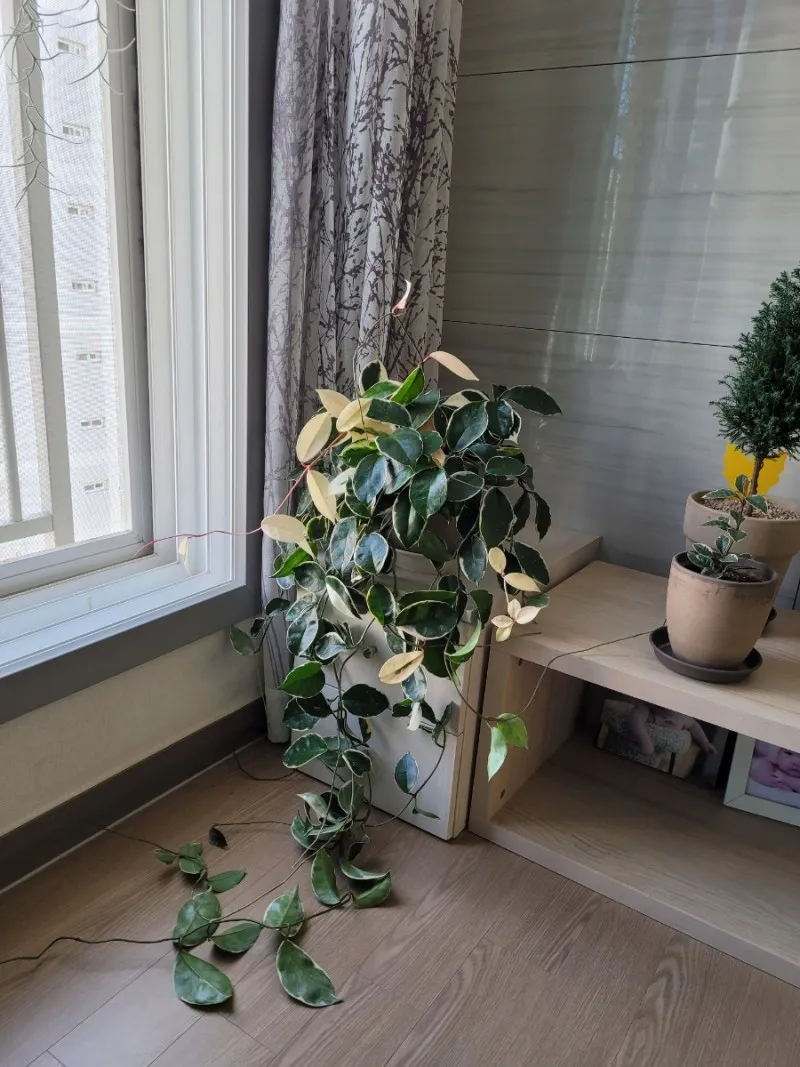 호야 키우기 꽃피우기 번식법 알고 물주기_8