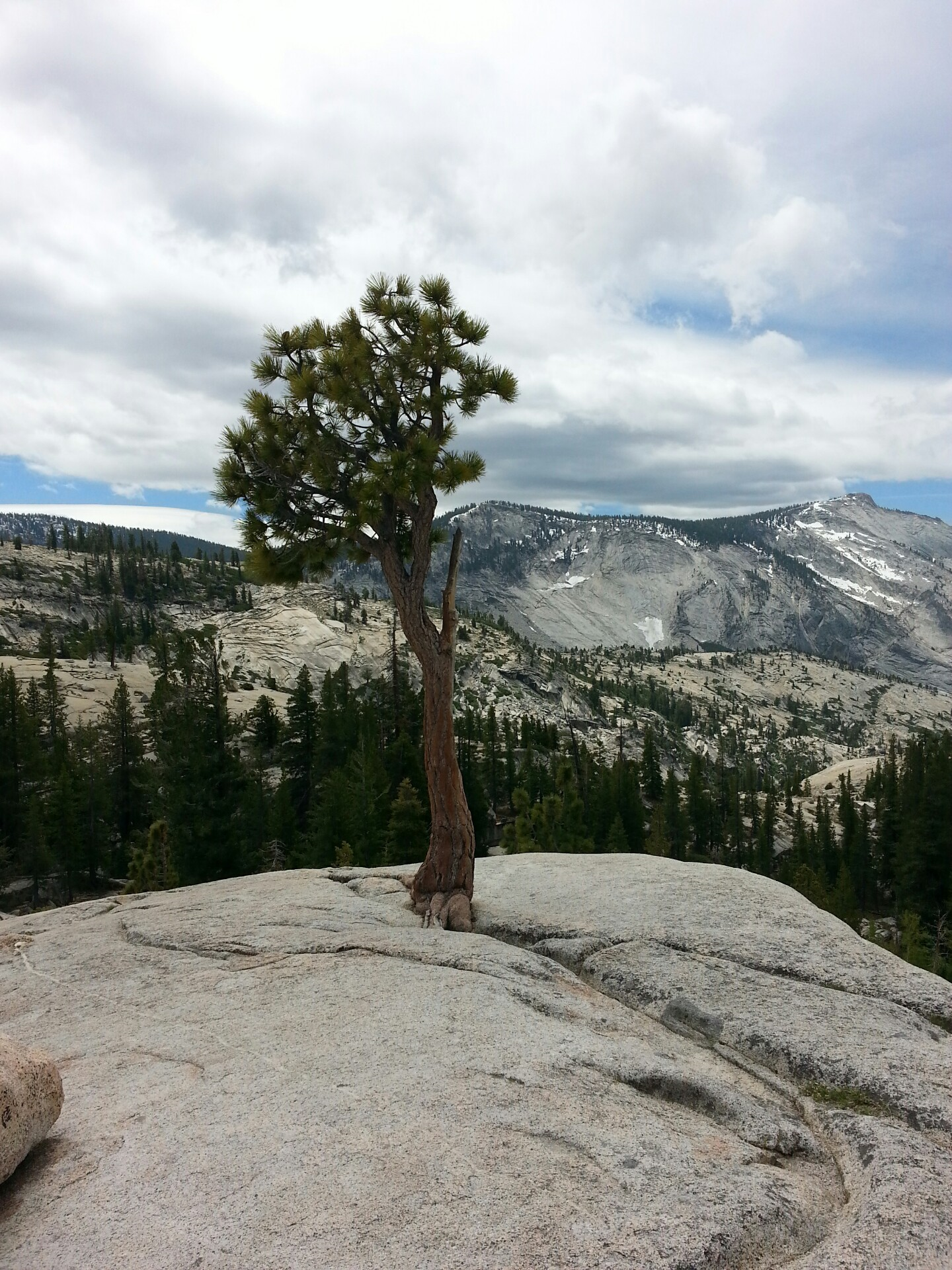 미국 요세미티 국립공원에 있는 나무들-척박한 돌산에서 뿌리를 내린 소나무들