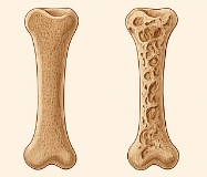 폐경기 전조증상