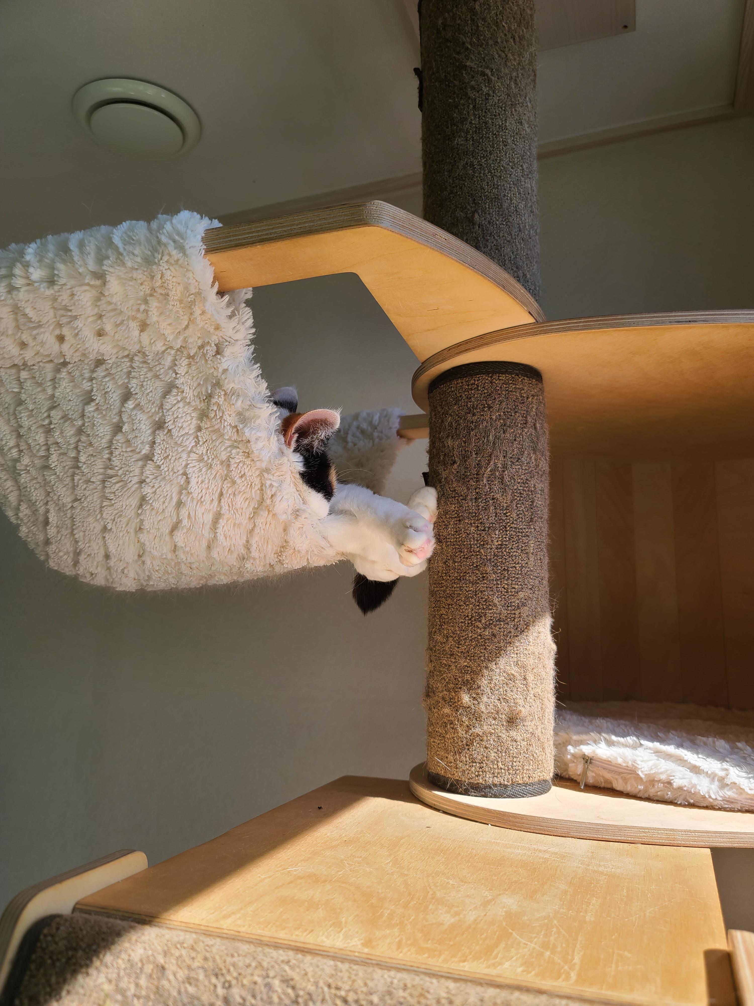 햇살이 쨍한날 아침 고양이들 (feat. 안전방충망)