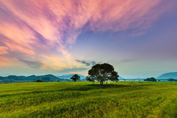 2025 함안 청보리 작약축제 일정, 위치, 볼거리 총정리(5/9~5/11)