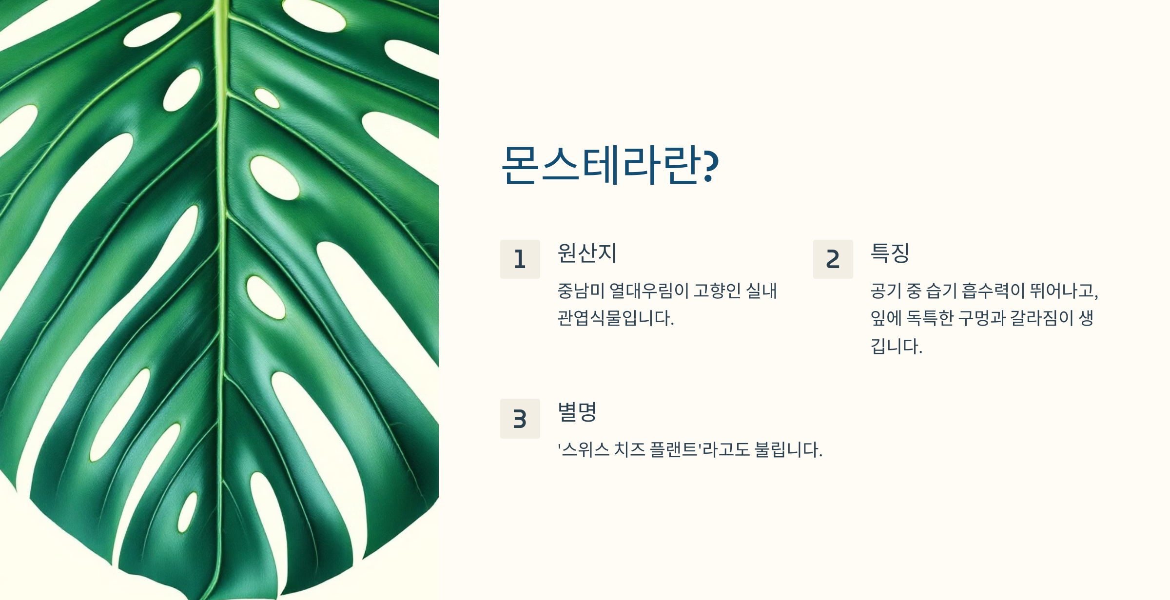 몬스테라 사진