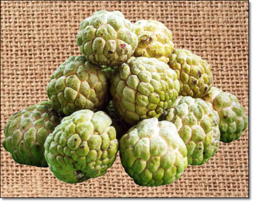 체리모야는 맛있고 건강에도 좋다