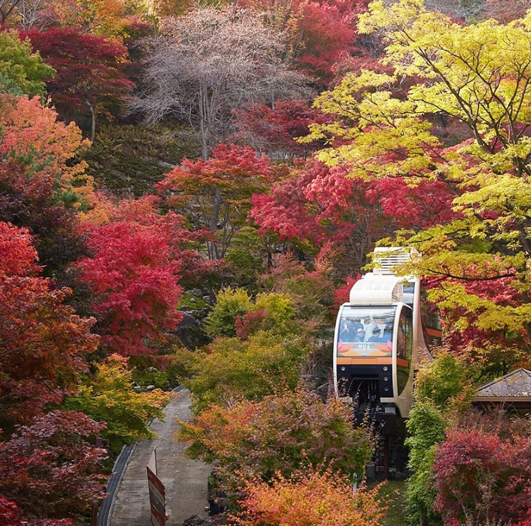 화담숲 벚꽃 개화시기 명소