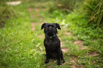 숲속에 있는 벨지안그리펀