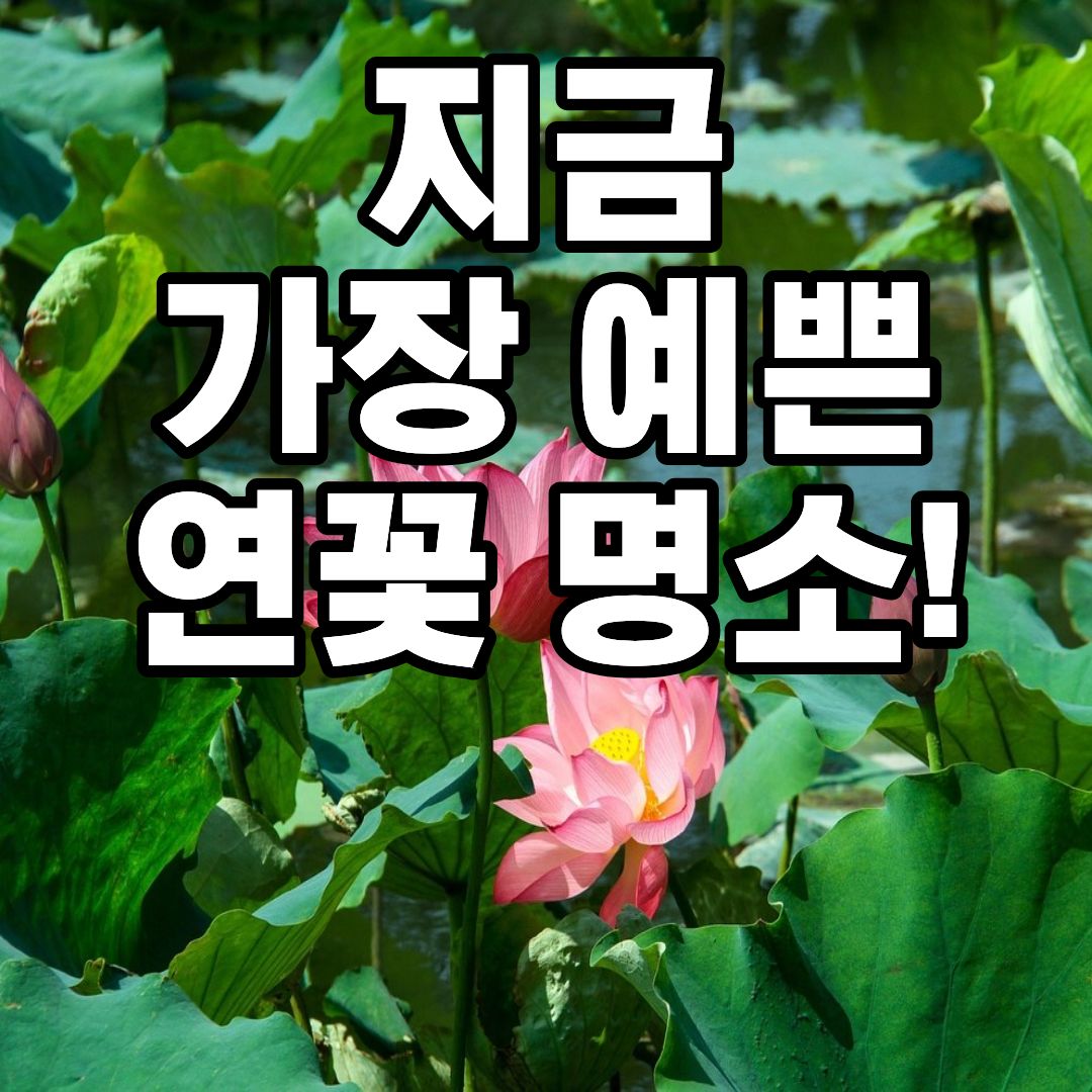 세미원 연꽃 축제 2026 연꽃 개화시기와 입장료 안내