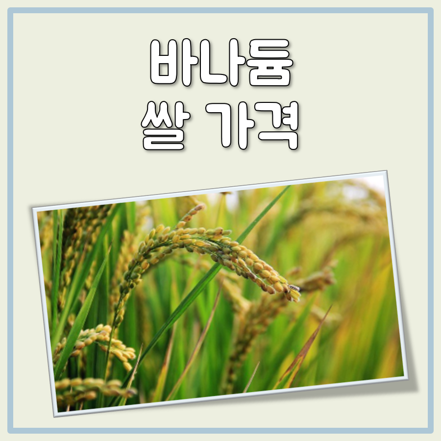 바나듐 쌀가격 대표 이미지